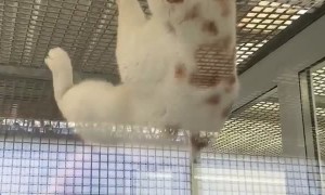 Rescue Cat Climbs Cage