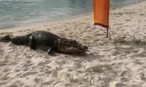 Croc Crawls Up for Food
