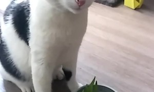 Catnip Causes Colossal Sneezes