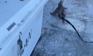 Iguana Flees Floridian and Runs Off Dock