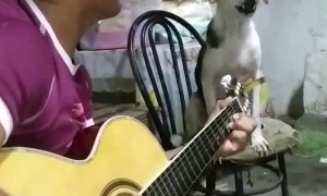 Dogs Sings Along with Guitar