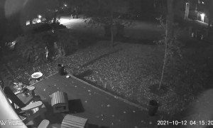 Mama Bear Escapes Pursuing Police With Her Cub