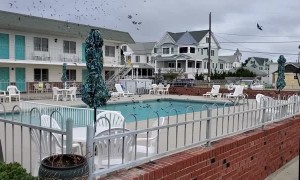 Swarm of Birds Have a Pool Party