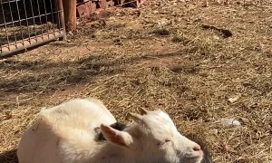 Dwarf Goats Cuddle in Sunshine