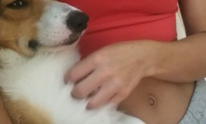 Pup Raises Paws for Pets