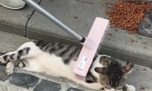 Stray Cat Being Brushed in Turkey
