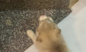 Husky Puppy Craves Cold Treat