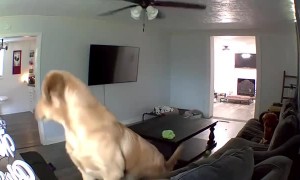 Doggy Ignores Owners Mystery Voice