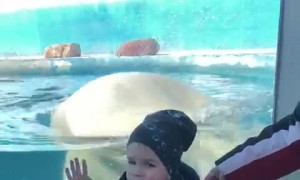 Polar Bear Plays By Boy in the Pool