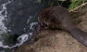 Beaver Boops Leg Before Swimming Away