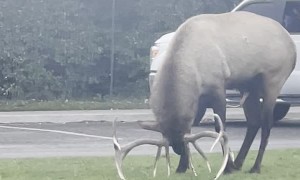Onlookers Hold up Traffic to Watch Deer’s Display