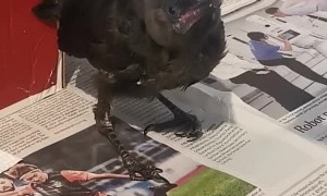 Abandoned Baby Crow Rescued