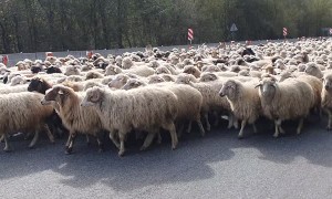 One Thousand Sheep Saunter By