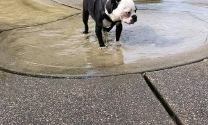 Random Dog at the Park Swallowed too Much Water