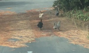 Does the Sprinting Chicken Lay an Egg or No?