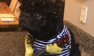 Rockstar Pug Impresses Her Humans