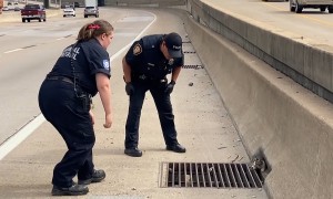 Police rescue kitten from the side of the highway