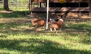 Corgis Have a Blast with Tetherball