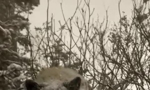 Brown Bear Befriends Contractor