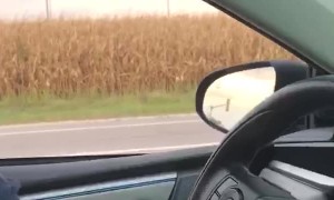 Pair of Zebras Flee From Illinois Police