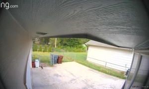 Squirrel Gets Head Stuck in Yogurt Container