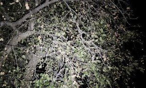 Bear Enjoys Nightly Crab Apples