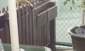 Escapee Doggy Sends Himself to Timeout