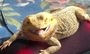 Bearded Dragon Enjoys Back Massager