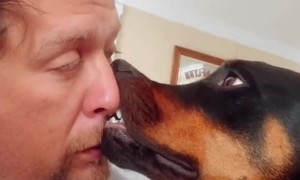 Dog Feels Comfortable Getting in Close
