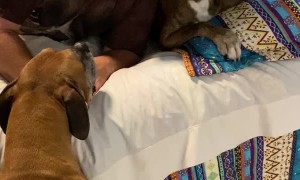 Boxer Dogs Confused by Masked Human