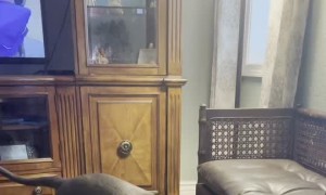 Dog and Raccoon Playfully Wrestle