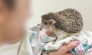 Hedgehog Plays Tug of War