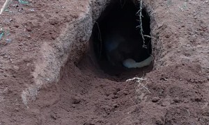 Dog Digs Impressive Hole