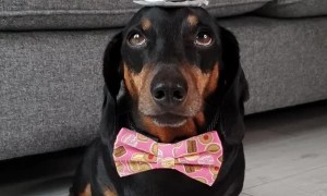 Patient Doggy’s Quali-Tea Balancing Skills