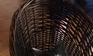 Cat Loves Swinging in Laundry Basket