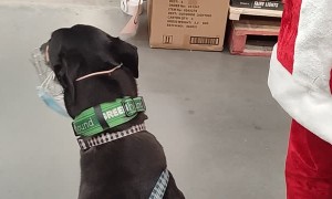 Greyhound Wants Motorized Santa’s Attention