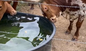 Texas Longhorn Trying to Look at its Reflection