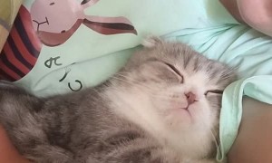 Cat Asks For Kiss Before Bed