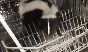 Skunk Caught Climbing into Dishwasher