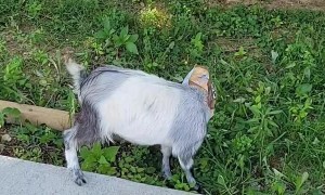 Greedy Goat Gets Head Stuck In Food Box