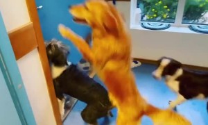 Dogs Pumped for Pool Time