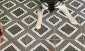 Excited Husky Goes Ape Over Apple
