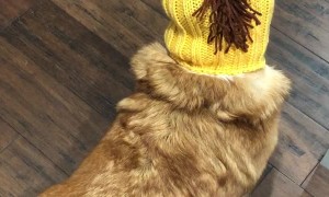 Corgi Disapproves of Giraffe Costume