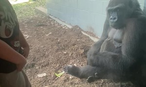 Golden Moment Captured on Camera as Gorilla Mimics Boy