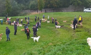 Golden Retriever Gathering in Scotland