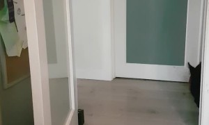 Bean the Pig as a Baby Playing Peek-a-Boo