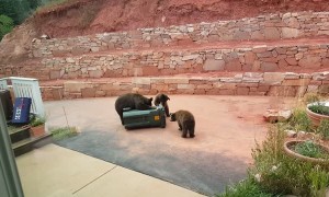 Bear-Proof Bins Thwart Bears