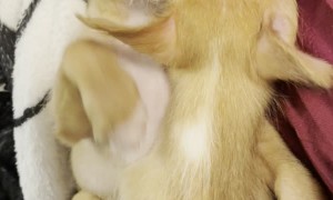 Foster Puppy Winston Hugging his Sister Winnie