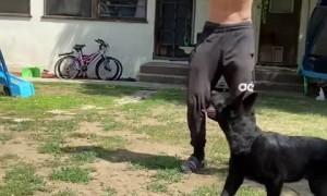 German Shepherd is the best basketball partner ever 