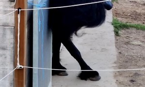 Headbanger Horse #horsesoftiktok #stallion #friesian #headbanger